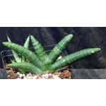 Sansevieria cv Boncel one-gallon pots